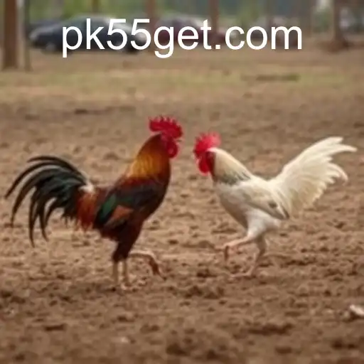 Exploring Sabong Games with PK55